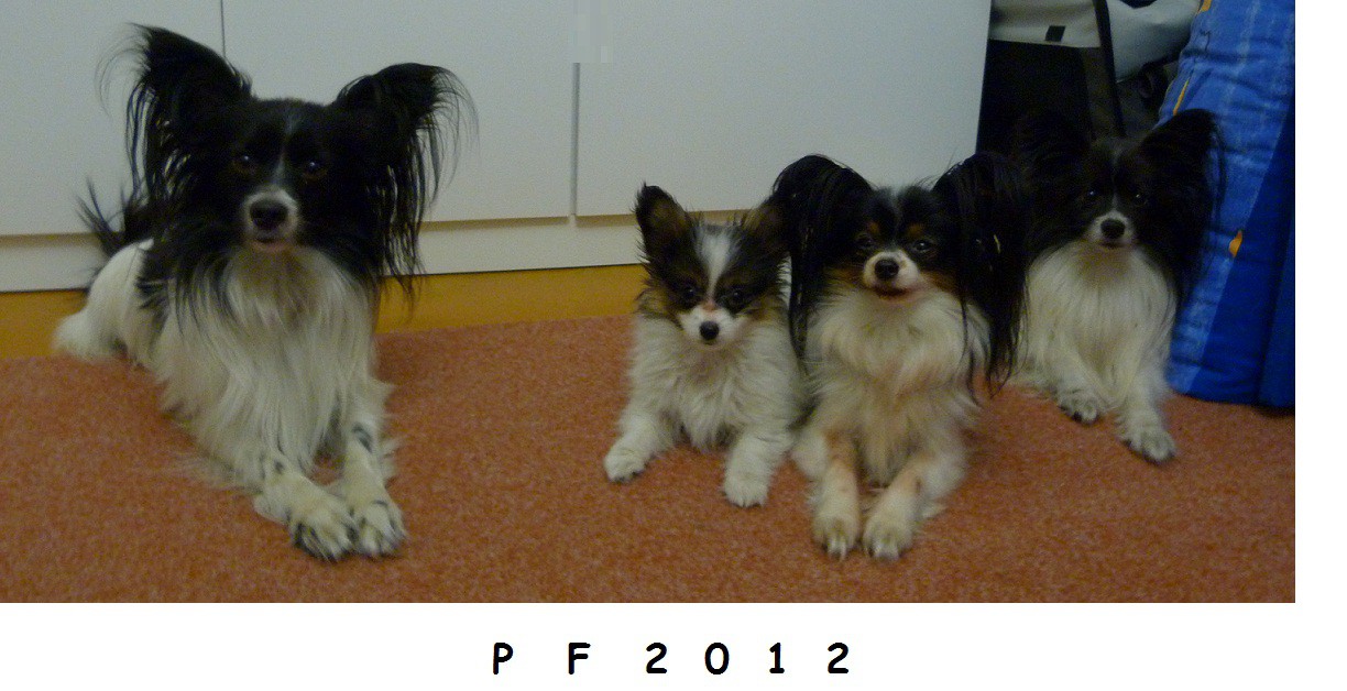 papillons-obedience-mia-3-month-013.jpg